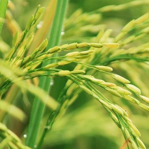 Planta de arroz