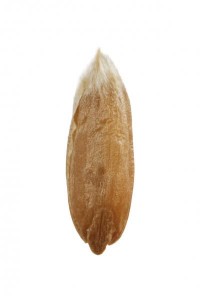 Grano espelta posterior