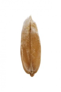 Grano de espelta frontal