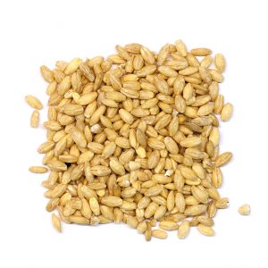 Cebada en grano